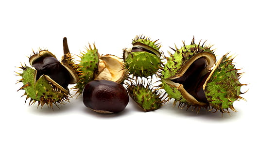 castanyes, fruits secs, c, castanya, tardor, fruita, menjar, berenar, caure, full, molts, castanea, temporada, planta, naturalesa, marró, nou, brillant, madur, fons blanc, tir de l'estudi, menjar i beguda, alimentació saludable, benestar, cap gent, natura morta, frescor, tallar, nou - aliments, color verd, grup d'objectes, primer pla, a l'interior, aliments de castanya, espigada, 4K, CC0, domini públic, lliure de regalies