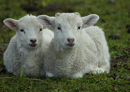 miel, miei, mie miercuri, Paști, drăguţ, schäfchen, a închide, frați și surori, frate, soră, dulce, animale tinere, amuzant, fețe, primăvară, purry, dragoste, familie, mamifer, animal, animale tematice, șeptel, grup de animale, iarbă, plantă, două animale, animale domestice, intern, portret, tânăr animal, privind camera, oaie, animale de companie, natură, zi, nici o persoana, culoare alba, în aer liber, familie de animale, erbivor, 4K, CC0, domeniu public, fără drepturi de autor