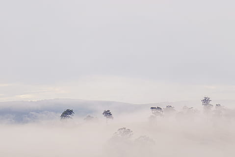 Landschaft, Natur, Wolken, wolkig, Tageslicht, Umgebung, Nebel, nebelig, Blätter, draußen, szenisch, Baumkrone, Bäume, Ruhe, Himmel, Schönheit in der Natur, Szenen - Natur, ruhige Szene, kopieren sie platz, keine Leute, Baum, wolke - himmel, idyllisch, kalte Temperatur, Pflanze, dunstig, Tag, Winter, 5K, CC0, gemeinfrei, lizenzfrei