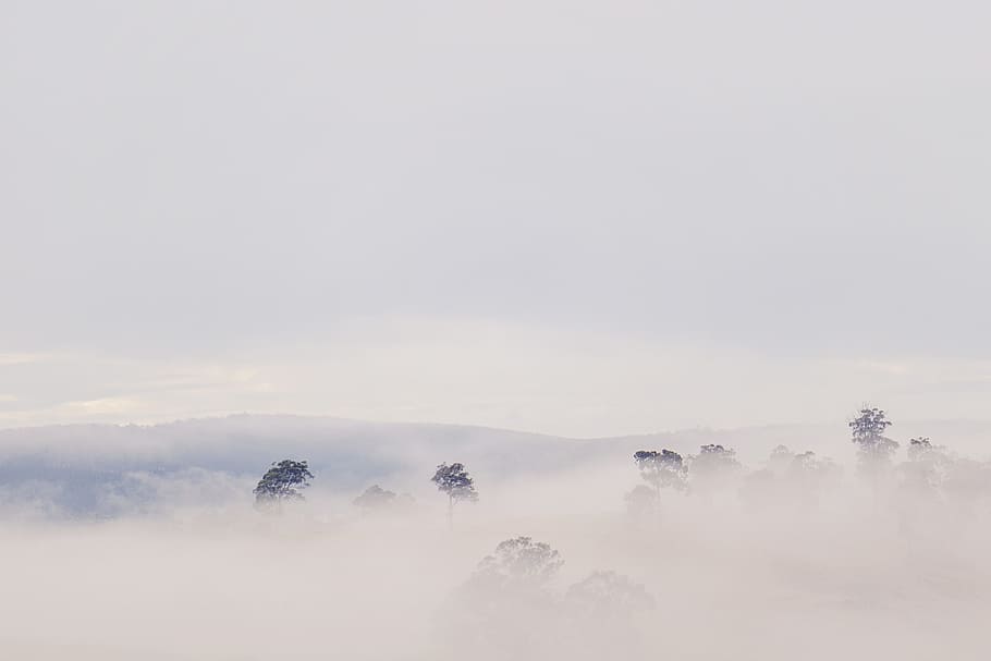 krajina, Příroda, mraky, zataženo, denní světlo, životní prostředí, mlha, listy, venku, scénický, strom nahoru, stromy, klid, nebe, krása v přírodě, scenics - příroda, klidné scény, kopie prostor, nikdo, strom, mrak - nebe, idylický, studená teplota, rostlina, mlhavý, den, zimní, 5K
