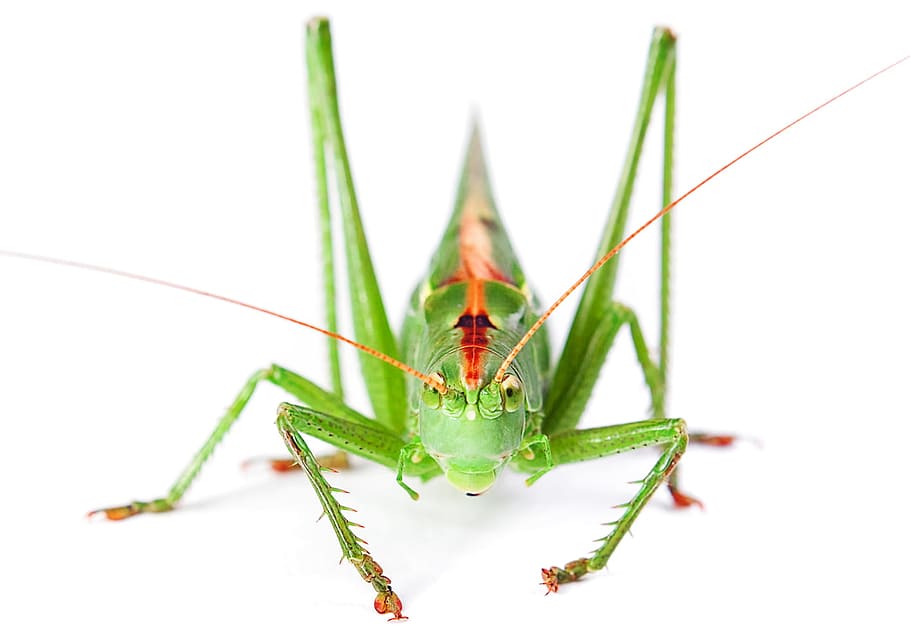 cama, error, ull, cap, en viu, petit, verd, blanc, viu, gran, macro, escarabat, insecte, estudi, solter, detall, animal, primer pla, natural, cricket, antena, aïllat, artròpode, fons, Llagosta, invertebrat, temes d'animals, un animal, fauna animal, color verd, animals a la natura, part del cos dels animals, fons blanc, tallar, naturalesa, tir de l'estudi, antena animal, cap gent, primer pla extrem, cames d’animal, ull d’animals, 720P
