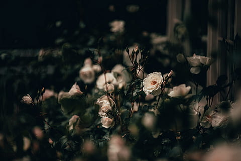 hvid rose, blomst, blomstrende plante, selektiv fokusering, plante, skønhed i naturen, vækst, skrøbelighed, sårbarhed, friskhed, tæt på, ingen mennesker, natur, dag, blomsterhoved, jord, Mark, kronblad, blomsterstand, udendørs, ro, bomuld plante, 4K, CC0, offentligt domæne, royaltyfrie