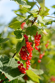 currant, fruit, red currant, red, garden, food, food and drink, growth, healthy eating, berry fruit, plant, leaf, plant part, freshness, close-up, day, beauty in nature, nature, green color, tree, focus on foreground, no people, wellbeing, outdoors, ripe, rowanberry, 5K, CC0, public domain, royalty free