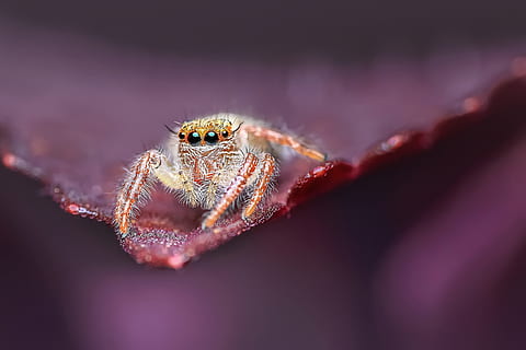 aranha, pulando, muito pequeno, natureza, animal, selvagem, inseto, temas animais, um animal, aracnídeo, animais selvagens, fechar-se, artrópode, invertebrado, animais em estado selvagem, ninguém, foco seletivo, aranha saltadora, macro, focar em primeiro plano, parte do corpo animal, fragilidade, zoologia, ao ar livre, perna de animal, olho animal, 2K, CC0, domínio público, royalty free