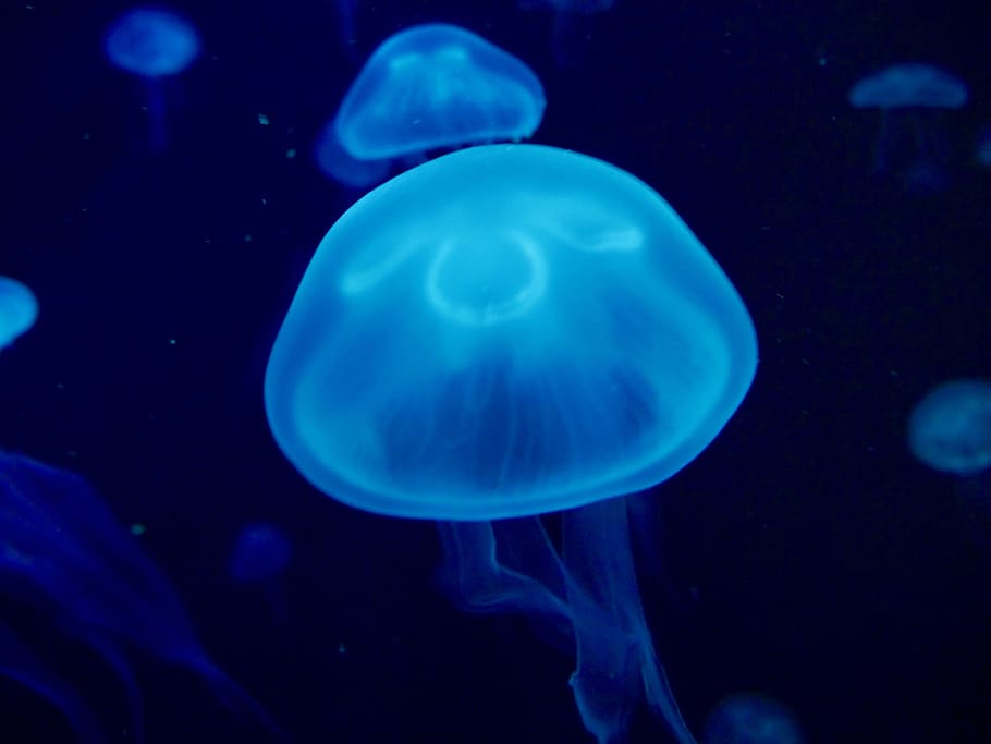 due meduse blu, vita marina, Medusa, invertebrato, animale, mollusco, conchiglia, acquatico, acqua, all'aperto, natura, subacqueo, manta ray, pesce, squatina, animale di spugna, matematica della bussola, immersione, sport, gli sport, tuffatore, mare, fauna selvatica, animali allo stato selvatico, blu, temi animali, marino, nuoto, gruppo di animali, avvicinamento, nessuno, bellezza nella natura, carro armato, acquario, sottomarino, galleggia sull'acqua, 4K