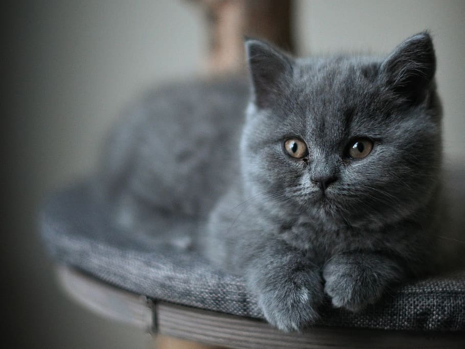 gat gris, animal, mamífer, gat, mascota, manx, netherla, bonic, pelut, shorthair britànic, gat domèstic, endormiscat, gatet, fusta, abissini, fusta dura, fusta contraxapada, gat negre, pissarra, gossera, den, nacional, temes d'animals, mascotes, animals domèstics, felí, un animal, a l'interior, retrat, relaxació, primer pla, mirant la càmera, gris, animal jove, cap gent, enfocament selectiu, vertebrats, bigotis, ull d’animals, gat persa, 2K