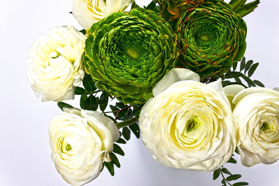 ranunculus, flor, florir, primavera, naturalesa, planta, blanc, groc, verd, hahnenfußgewächs, ranunculaceae, bouquet, frescor, planta amb flors, flor de roses, rosa, bellesa a la natura, a l'interior, cap de flor, primer pla, arranjament floral, inflorescència, fragilitat, Color blanc, vulnerabilitat, pètal, color verd, cap gent, Ram de flors, 5K