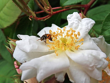 albină, nativ, australian, insectă, polen, grădină, natură, floare, planta cu flori, nevertebrat, fragilitate, petală, animale tematice, animale sălbatice, animale în sălbăticie, vulnerabilitate, animal, plantă, prospeţime, cap de floare, frumusețe în natură, un animal, a închide, creştere, culoare alba, nici o persoana, polenizare, în aer liber, 2K, CC0, domeniu public, fără drepturi de autor