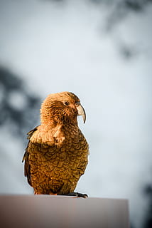 selettivo, fotografia a fuoco, Marrone, uccello, picco, acuto, curva, bokeh, sfocatura, luce del sole, splendore, montagna, ghiaccio, la neve, mondo, sfondo, alpino, nikon, professionale, Nuova Zelanda, natura, animale, becco, piuma, uccello rapace, ala animale, animali allo stato selvatico, falco - uccello, avvicinamento, all'aperto, analizzare, cercare, guardare, occhio animale, carnivoro, un animale, testa di animale, nessuno, bianca, aquila - uccello, 5K, CC0, dominio pubblico, privo di copyright