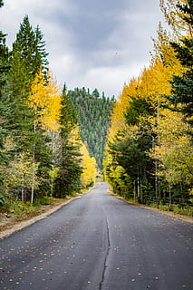 arboles, bosque, la carretera, álamos, devanado, calle, pavimento, nublado, amarillo, otoño, árbol, planta, el camino a seguir, dirección, transporte, perspectiva decreciente, belleza en la naturaleza, naturaleza, nadie, crecimiento, cielo, día, punto de fuga, nube - cielo, camino rural, país, tranquilidad, escena no urbana, cambio, al aire libre, línea divisoria, 4K, CC0, dominio público, libre de derechos