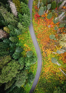 Antenne, Schuss, Landschaft, Straße, Pfad, Spur, Wald, Baum, Grün, Orange, Luftaufnahme, Natur, Drohnenfotografie, dji mavic pro 2, Vertikale, pnw, Pazifischer Nordwesten, Washington, Laub, Herbstfarbe, fallen, Herbst, Blatt, rot, Gelb, draußen, Jahreszeit, grüne Farbe, Pflanze, Ahornbaum, üppiges Laub, Schönheit in der Natur, Park - menschgemachter Raum, mehrfarbig, szenen, orange Farbe, keine Leute, Hintergründe, Buchse, Ast, Farben, Oktober, Farbbild, Tag, 4K, CC0, gemeinfrei, lizenzfrei