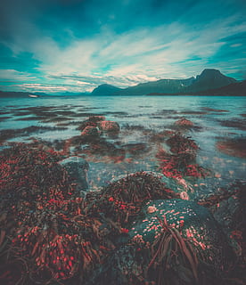 body, water, land, clouds, corals, environment, idyllic, low tide, mountain, nature, ocean, rocks, scenic, sea, seascape, seashore, sky, tranquil, cloud - sky, beauty in nature, scenics - nature, tranquil scene, tranquility, no people, day, non-urban scene, outdoors, beach, mountain range, plant, 5K, CC0, public domain, royalty free