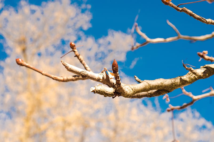 Spanien, Madrid, Wolke, Himmel, Baum, draußen, Natur, Sonne, Ast, Pflanze, Flachwinkelansicht, Tierwelt, Tiere in freier Wildbahn, Tier, Tierthemen, keine Leute, Wirbeltier, Tag, hocken, Vogel, Fokus auf den Vordergrund, kahler Baum, Schönheit in der Natur, Zweig, 4K