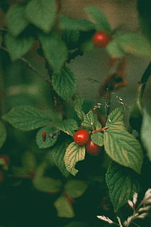 cireres vermelles, planta, menjar, fruita, venes, cirera, full, gerds, planta en test, gerro, jardinera, jar, ceràmica, herbes, produir, ocell, menjar d'abelles, animal, menta, kiwi, albercoc, alimentació saludable, part de la planta, menjar i beguda, fruites de baies, creixement, primer pla, frescor, dia, enfocament selectiu, naturalesa, bellesa a la natura, vermell, color verd, cap gent, centrar-se en primer pla, arbre, a l'aire lliure, madur, rowanberry, 5K, CC0, domini públic, lliure de regalies