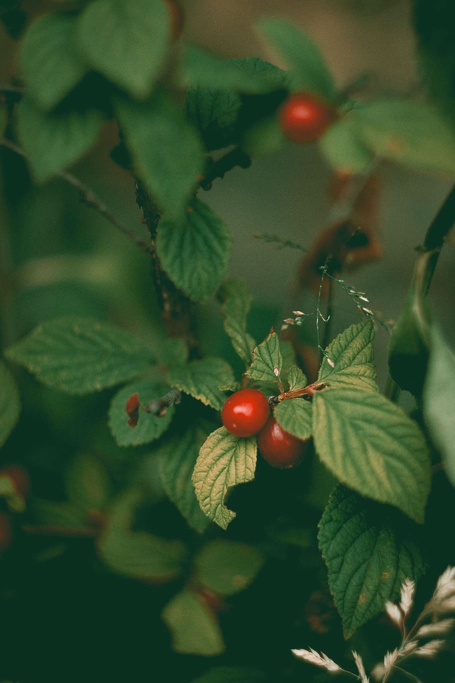 cireres vermelles, planta, menjar, fruita, venes, cirera, full, gerds, planta en test, gerro, jardinera, jar, ceràmica, herbes, produir, ocell, menjar d'abelles, animal, menta, kiwi, albercoc, alimentació saludable, part de la planta, menjar i beguda, fruites de baies, creixement, primer pla, frescor, dia, enfocament selectiu, naturalesa, bellesa a la natura, vermell, color verd, cap gent, centrar-se en primer pla, arbre, a l'aire lliure, madur, rowanberry, 5K