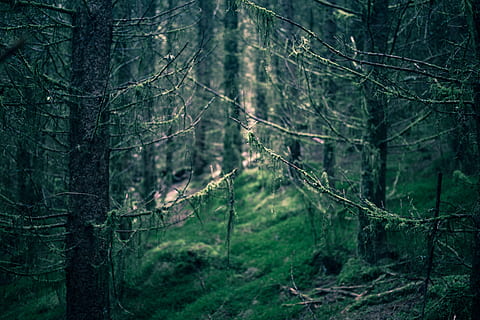 træer, tåge, mos, Skov, stemning, mørk, natur, kviste, træ, jord, plante, bagagerum, træstamme, ikke-urbane scene, ro, skønhed i naturen, afdeling, grøn farve, rolig scene, vækst, ingen mennesker, udendørs, dag, frodig løv, scenics - natur, nåletræ, fyrreskov, 5K, CC0, offentligt domæne, royaltyfrie