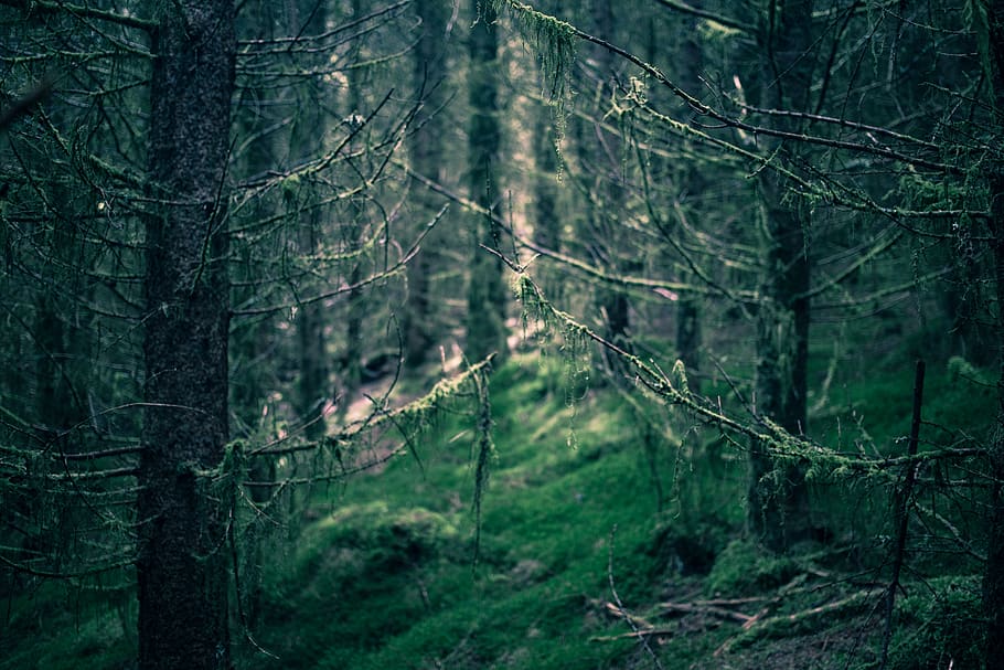 træer, tåge, mos, Skov, stemning, mørk, natur, kviste, træ, jord, plante, bagagerum, træstamme, ikke-urbane scene, ro, skønhed i naturen, afdeling, grøn farve, rolig scene, vækst, ingen mennesker, udendørs, dag, frodig løv, scenics - natur, nåletræ, fyrreskov, 5K