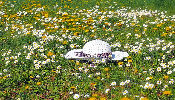 cappello, bianca, berretto, oggetto, femmina, pianta, fiore, pianta fiorita, crescita, bellezza nella natura, fragilità, freschezza, campo, erba, vulnerabilità, terra, colore verde, natura, giorno, nessuno, Colore bianco, petalo, insetto, avvicinamento, testa di fiore, farfalla - insetto, primavera, all'aperto, ala animale, viola, 1080P, CC0, dominio pubblico, privo di copyright