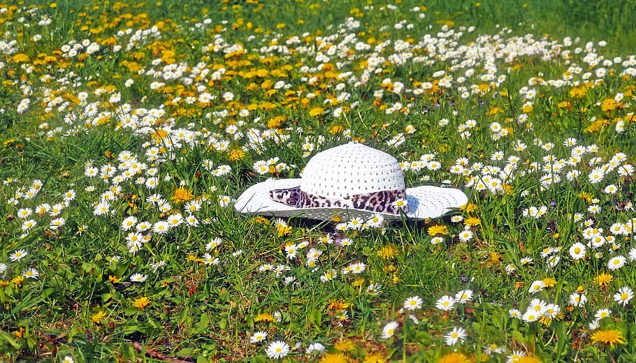 cappello, bianca, berretto, oggetto, femmina, pianta, fiore, pianta fiorita, crescita, bellezza nella natura, fragilità, freschezza, campo, erba, vulnerabilità, terra, colore verde, natura, giorno, nessuno, Colore bianco, petalo, insetto, avvicinamento, testa di fiore, farfalla - insetto, primavera, all'aperto, ala animale, viola, 1080P