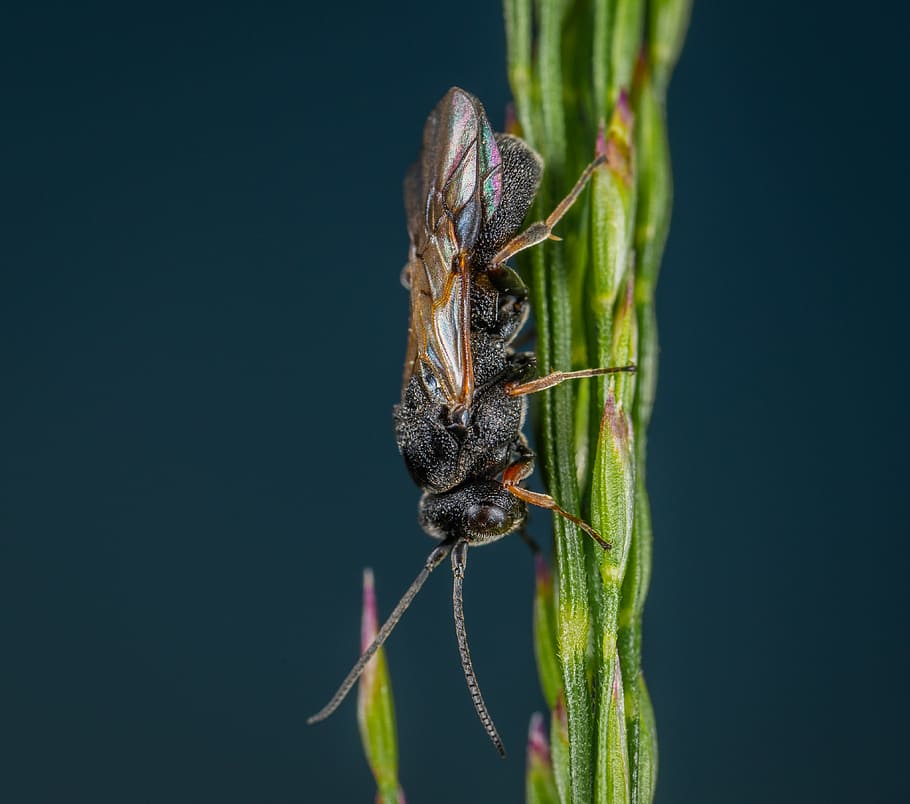 insecte, verd, planta, error, primer pla, volar, poc, macro, un animal, temes d'animals, invertebrat, fauna animal, animal, animals a la natura, naturalesa, centrar-se en primer pla, cap gent, dia, creixement, flor, a l'aire lliure, color verd, bellesa a la natura, planta amb flors, ala dels animals, ull d’animals, papallona - insecte, 4K