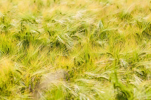 Ohr, berichtet, Kornfeld, Nahansicht, Sommer-, Feld, Spitze, halme, Landwirtschaft, Weizen, Gras, Gräser, Pflanze, grüne Farbe, Hintergründe, Vollbild, Natur, selektiver Fokus, Wachstum, Schönheit in der Natur, Frische, keine Leute, Gerste, Lebensmittel, ländliche Szene, Essen und Trinken, Land, Tag, draußen, Wind, 4K, CC0, gemeinfrei, lizenzfrei