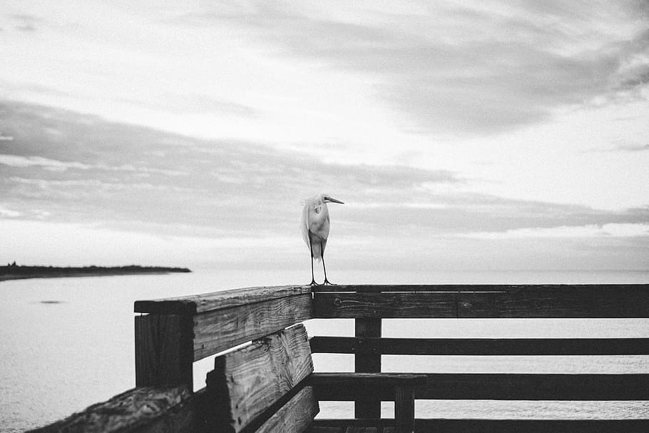 ocell sobre barana, iphone, cànon, nikon, sony a6000, sony a7, a7, a6300, a6000, sony, blanc, moll, peir, aigua, sortida del sol, posta de sol, sol, arbre, ocell, cel, núvol - cel, un animal, animal, temes d'animals, vertebrats, mar, naturalesa, fauna animal, animals a la natura, posat, dia, material de fusta, gavina, cap gent, tranquil·litat, barana, post de fusta, 5K