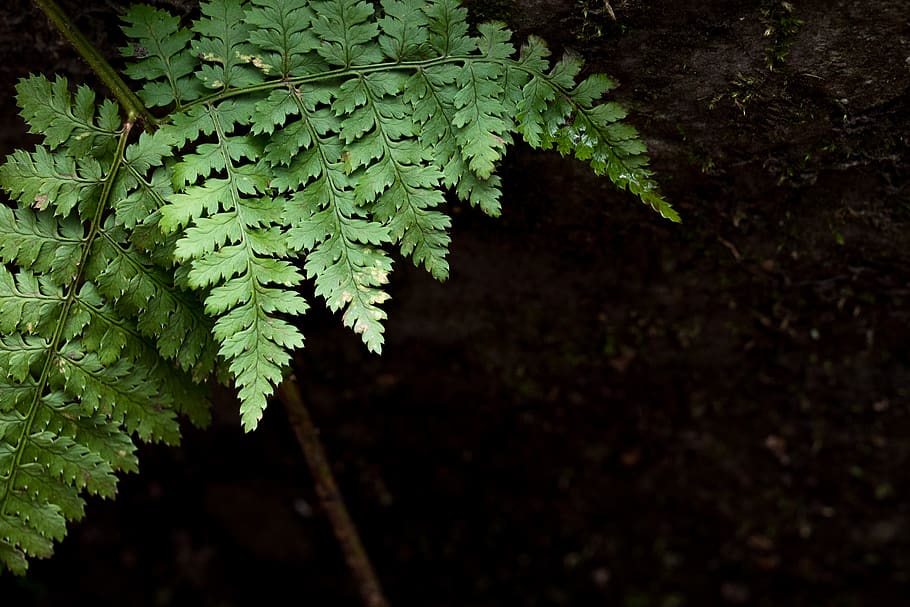 grüne Pflanze, Farn, Pflanze, Flora, Blue Ridge Parkway, Vereinigte Staaten, Nadelbaum, Baum, Blatt, Stengel, Blätter, Grün, dunkel, Botanik, Natur, Nahansicht, Arecaceae, Palme, Regen, fraktal, Wachstum, Pflanzenteil, grüne Farbe, Schönheit in der Natur, Fokus auf den Vordergrund, keine Leute, Tag, draußen, Ruhe, Frische, selektiver Fokus, Land, High Angle View, Wald, 2K