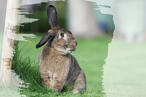 Ostern, Frohe Ostern, ufuf, Frühling, süß, Hase, Essen, Leistung, Grün, Festival, Tier, Tierthemen, Säugetier, ein Tier, Gras, Pflanze, Wirbeltier, Fokus auf den Vordergrund, Natur, Haustiere, Tag, keine Leute, grüne Farbe, Tierwelt, Kaninchen - Tier, Feld, Tiere in freier Wildbahn, suchen, Nahansicht, draußen, pflanzenfressend, 4K, CC0, gemeinfrei, lizenzfrei