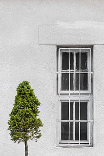 grønn, blad tre, front, grå, betong, vegg, tre, vindu, bygning, ramme, minimal, løvverk, nåletre, barer, sikre, låst, ytre, stukk, arkitektur, bygge eksteriør, fasade, hus, veggbyggingsfunksjon, gammel, bygget struktur, ingen folk, utendørs, Europa, urbane scene, bolighus, steinmateriale, gammeldags, murstein, historie, arkitektur og bygninger, kulturer, 5K, CC0, offentlig domene, opphavsrett gratis