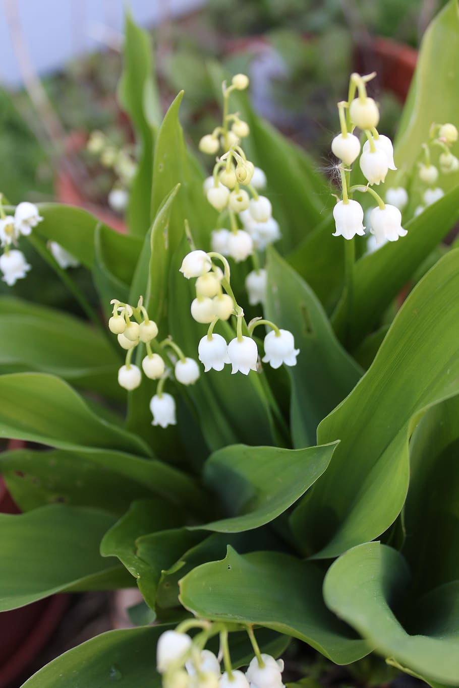muguet, pot, flors, primavera, flor, blanc, plantes, naturalesa, timbre, 1 ° de maig, planta, creixement, bellesa a la natura, color verd, frescor, primer pla, part de la planta, planta amb flors, full, vulnerabilitat, fragilitat, cap gent, dia, Color blanc, pètal, centrar-se en primer pla, enfocament selectiu, brot, cap de flor, Ram de flors, 5K