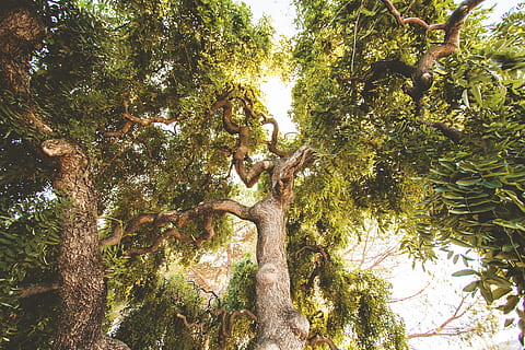 grüne Bäume, Geäst, Umgebung, Wachstum, Natur, Baum, Wurmperspektive, Pflanze, Flachwinkelansicht, Schönheit in der Natur, Ast, Ruhe, Tag, Baumstamm, Kofferraum, grüne Farbe, keine Leute, Wald, draußen, Pflanzenteil, Land, Blatt, Sonnenlicht, Szenen - Natur, Baumkrone, 5K, CC0, gemeinfrei, lizenzfrei