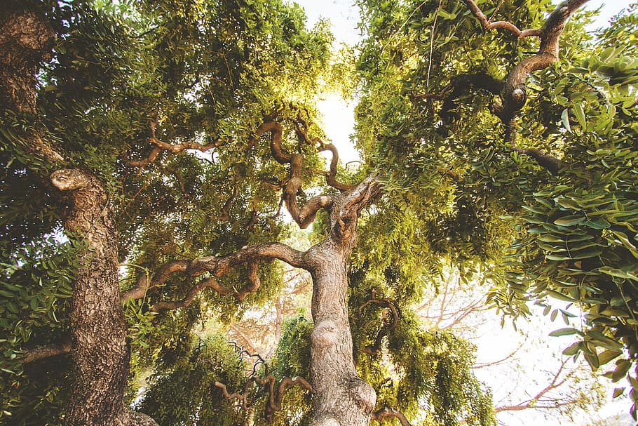 arbres verds, branques, medi ambient, creixement, naturalesa, arbre, vista dels ulls del cuc, planta, vista d’angle baix, bellesa a la natura, branca, tranquil·litat, dia, tronc de l'arbre, tronc, color verd, cap gent, bosc, a l'aire lliure, part de la planta, terra, full, llum solar, escenics - natura, copa de l'arbre, 5K