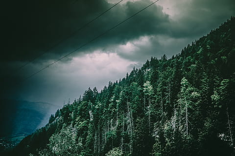green, trees, mountain, cloudy, environment, forest, landscape, nature, overcast, woods, cloud - sky, beauty in nature, sky, tree, plant, scenics - nature, tranquility, tranquil scene, no people, storm, low angle view, non-urban scene, growth, idyllic, outdoors, power in nature, ominous, 4K, CC0, public domain, royalty free