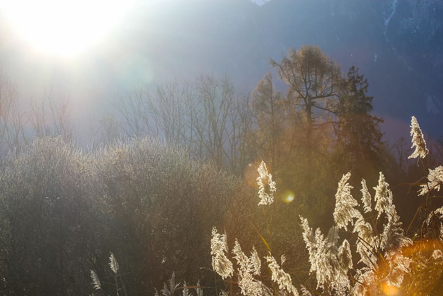 sole, canna, albero, luce del sole, bokeh, soleil, Roseau, arbre, lumière, pianta, riflesso lente, la tranquillità, bellezza nella natura, natura, raggio di sole, nessuno, crescita, cielo, scena tranquilla, temperatura fredda, inverno, giorno, scenics - natura, foresta, all'aperto, luminosa, albero di conifere, 5K