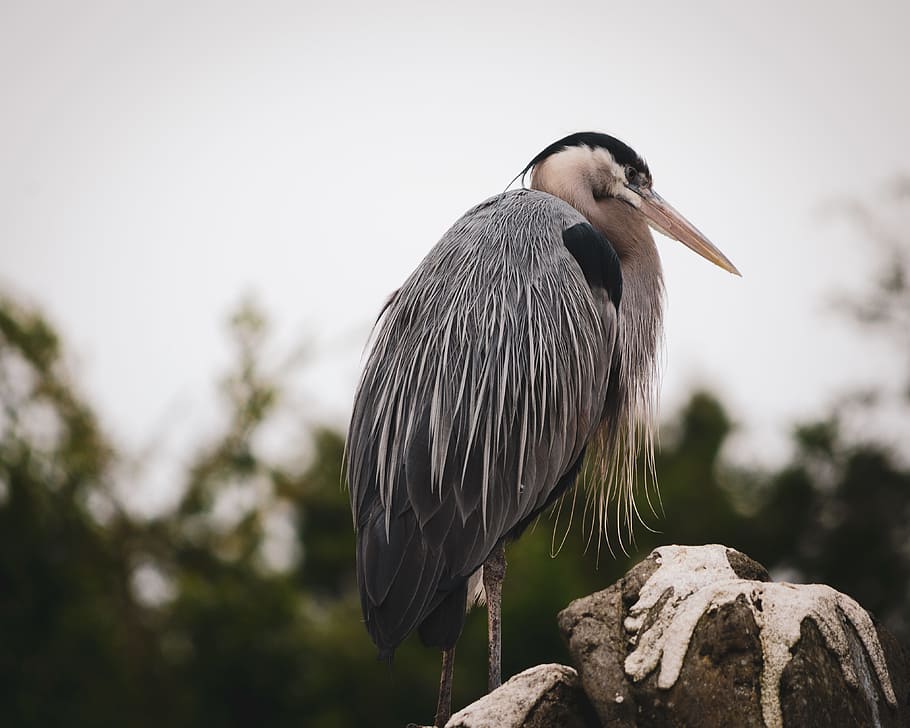 nero, bianca, uccello, roccia, un animale, temi animali, fauna selvatica, animale, vertebrato, animali allo stato selvatico, appollaiati, concentrarsi sulle conoscenze acquisite, giorno, natura, nessuno, airone, solido, uccello acquatico, albero, cielo, roccia - oggetto, Inquadratura dal basso, all'aperto, becco, post in legno, 4K