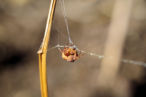 spider, araneus, spin threads, close up, nature, animal, arachnid, autumn, animal themes, invertebrate, one animal, close-up, insect, focus on foreground, animal wildlife, animals in the wild, animal body part, day, no people, spider web, arthropod, outdoors, selective focus, trapped, animal leg, web, 4K, CC0, public domain, royalty free