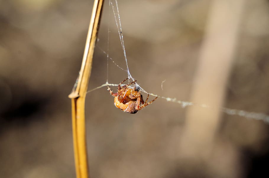 aranya, araneus, girar fils, primer pla, naturalesa, animal, aràcnids, tardor, temes d'animals, invertebrat, un animal, insecte, centrar-se en primer pla, fauna animal, animals a la natura, part del cos dels animals, dia, cap gent, teranyina, artròpode, a l'aire lliure, enfocament selectiu, atrapat, cames d’animal, web, 4K
