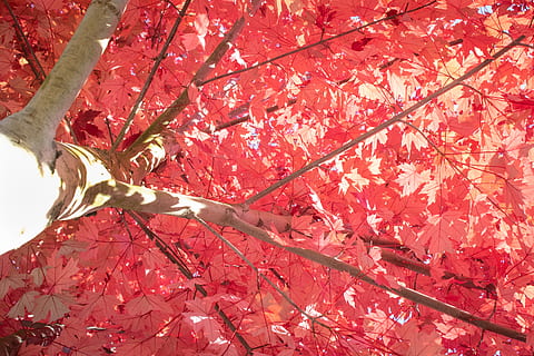 red sakura tree, plant, leaf, tree, maple, maple leaf, animal, bird, pink leaves, autumn, bright, peaceful, mindful, vibrant leaves, colourful, vibrant, autumn leaves, colorful, sunlight, blossom, flower, branch, red, beauty in nature, no people, growth, change, plant part, nature, close-up, day, full frame, flowering plant, outdoors, low angle view, fragility, springtime, leaves, natural condition, cherry blossom, directly below, 5K, CC0, public domain, royalty free