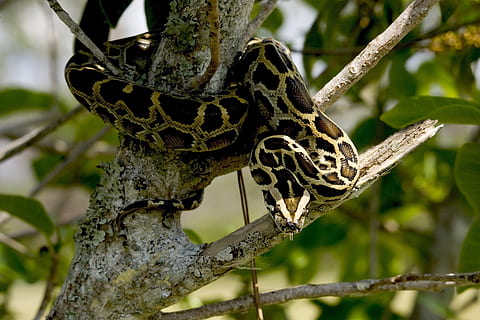pythonas, burmai, gyvūnas, laukiniai, pobūdį, gyvatė, ropliai, medis, augalų, gyvūnams, gyvūnų gyvūnija, sutelkti dėmesį į naujas žinias, gyvūnų temos, filialas, Iš arti, nėra žmonių, dieną, vienas gyvūnas, vabzdys, bestuburiai, augimą, grožis gamtoje, lauke, augalų dalis, medžio kamienas, 2K, CC0, Viešasis domenas, nemokamai