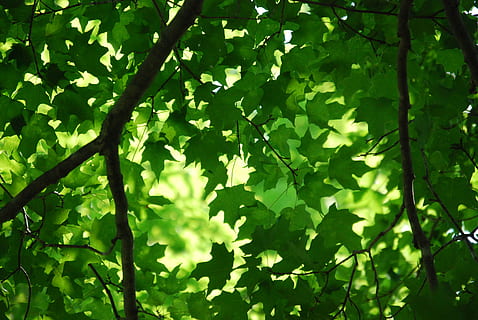 arbre de fulles verdes, planta, full, arbre, Canadà, sharbot lake ontario, fulla d'auró, maple, retroil·luminat, fulles, tronc de l'arbre, molsa, llum solar, verd, roure, gota, tapa de lent, empremta, enciam, menjar, vegetals, part de la planta, color verd, creixement, naturalesa, dia, cap gent, bellesa a la natura, a l'aire lliure, fullatge, exuberant fullatge, tranquil·litat, bosc, terra, vista d’angle baix, branca, marc complet, 4K, CC0, domini públic, lliure de regalies
