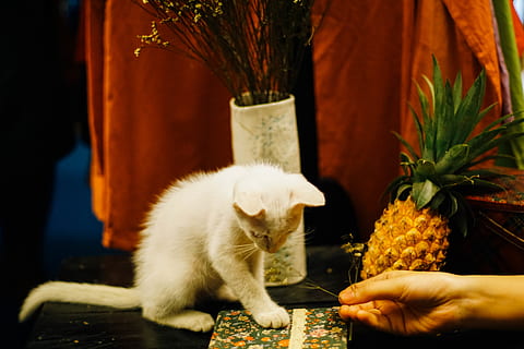 kedi, memeli, Evcil Hayvanlar, yerli, el, bir hayvan, insan eli, ev kedisi, insan vücudu parçası, bir kişi, omurgalı, gerçek insanlar, tutma, bitki, tanınmayan kişi, parmak, kedi bıyığı, Evcil Hayvan sahibi, 5K, CC0, kamu malı, telif ücretsiz