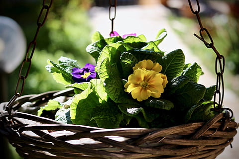 primavera, cowslip, flor, full, naturalesa, cistella, jardí, floral, pètal, florir, ornament, romàntic, planta amb flors, planta, frescor, vulnerabilitat, fragilitat, primer pla, bellesa a la natura, cap de flor, inflorescència, creixement, cap gent, centrar-se en primer pla, part de la planta, contenidor, dia, porpra, 5K, CC0, domini públic, lliure de regalies