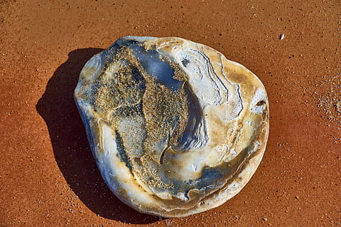 shell, sorra, platja, oceà, naturalesa, marí, molluscum, cap gent, primer pla, menjar i beguda, terra, menjar, animal, vista d’angle alt, geologia, directament a sobre, rock - object, rock, sòlid, a l'interior, fauna animal, natura morta, placa, 5K, CC0, domini públic, lliure de regalies