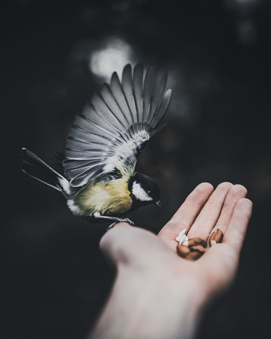 groc, negre, ocell, nou, mà, volar, solapa, ala, ploma, alimentació, menjar, a l'aire lliure, naturalesa, vida salvatge, posat, canviant d'humor, fosc, bokeh, profunditat, moviment, ocell a la mà, tit, animal, bec, primer pla, petit, mà humana, un animal, color negre, observació d'aus, imatge en color, gran tit, bonic, bellesa a la natura, ocell passeriforme, animals a la natura, 2K