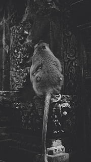 rata, gris, Indonesia, jalan monkey forest, animal, zoo, fauna silvestre, mono, mamífero, lápida sepulcral, tumba, un animal, fauna animal, primate, animales en la naturaleza, nadie, vertebrado, día, comunicación, retrato, árbol, naturaleza, al aire libre, mirando a la cámara, 5K, CC0, dominio público, libre de derechos