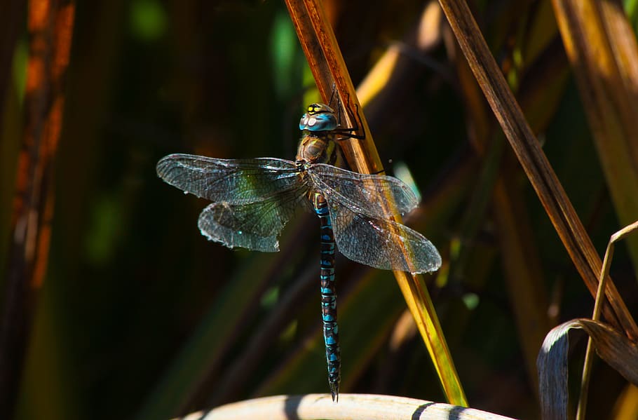 libellula, insetti, macro, volare, animali allo stato selvatico, un animale, fauna selvatica, temi animali, animale, insetto, avvicinamento, pianta, concentrarsi sulle conoscenze acquisite, invertebrato, natura, ala animale, nessuno, giorno, parte vegetale, foglia, all'aperto, stelo vegetale, zoologia, farfalla - insetto, farfalla, 4K