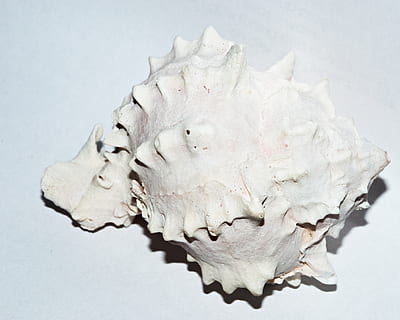 petxina de mar, cargol, blanc, forma, geometria, tir de l'estudi, a l'interior, fons blanc, primer pla, natura morta, cap gent, Color blanc, os, animal, sol objecte, frescor, vista d’angle alt, shell, gris, menjar i beguda, fauna animal, naturalesa, tallar, 2K, CC0, domini públic, lliure de regalies