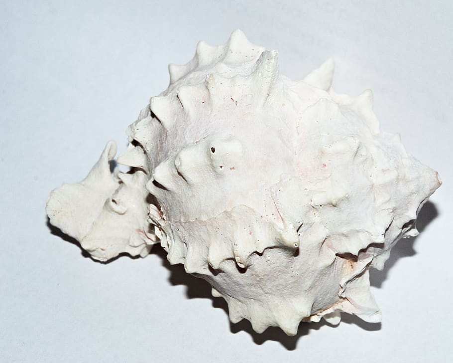 petxina de mar, cargol, blanc, forma, geometria, tir de l'estudi, a l'interior, fons blanc, primer pla, natura morta, cap gent, Color blanc, os, animal, sol objecte, frescor, vista d’angle alt, shell, gris, menjar i beguda, fauna animal, naturalesa, tallar, 2K