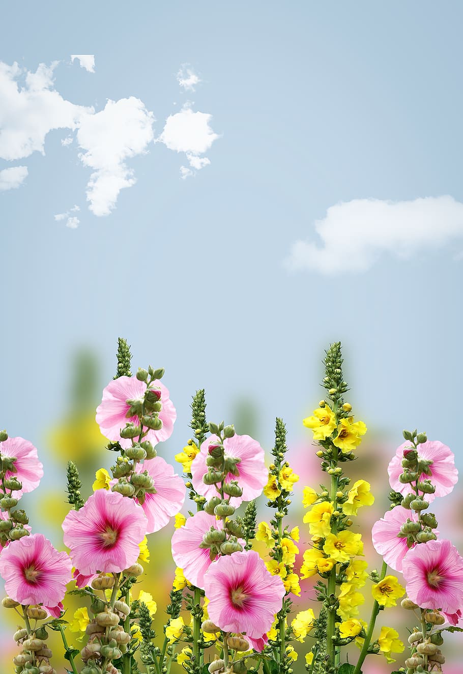flors, primavera, fons, naturalesa, cel, text dom, còpia espai, possibilitat d’etiquetes, flor, planta amb flors, bellesa a la natura, planta, frescor, fragilitat, vulnerabilitat, núvol - cel, creixement, color rosa, cap gent, dia, pètal, primer pla, cap de flor, inflorescència, camp, a l'aire lliure, 2K