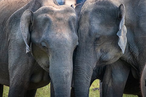 zwei graue Elefanten, Elefant, Tierthemen, Tier, Gruppe von Tieren, Säugetier, Tierwelt, Tiere in freier Wildbahn, Wirbeltier, Tierkörperteil, Tag, keine Leute, Jungtier, zwei tiere, Tierstamm, Tierfamilie, Zusammengehörigkeit, draußen, Natur, Safari, pflanzenfressend, 5K, CC0, gemeinfrei, lizenzfrei